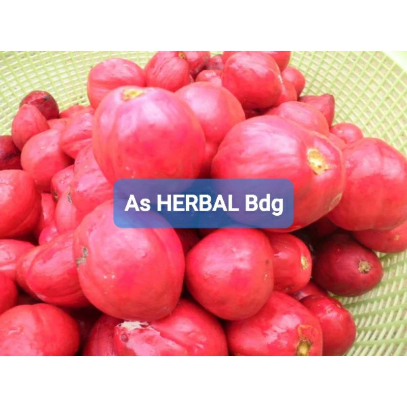 

Buah Mahkotadewa segar 1 Kg / buah mahkota dewa-az