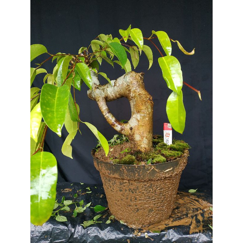 BONSAI BERINGIN BERKARAKTER / BONSAI MURAH / BONSAI BERINGIN