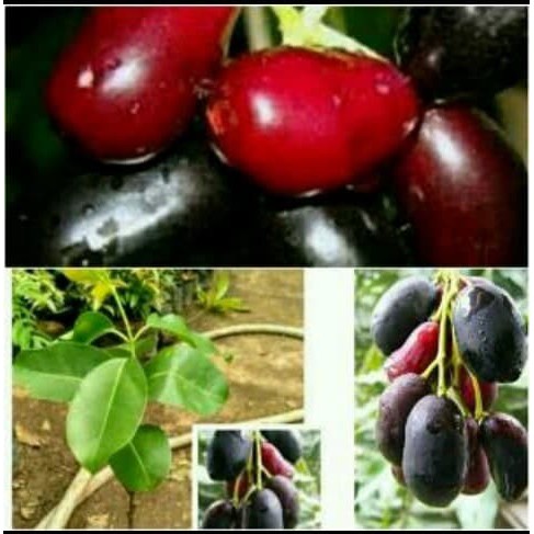 Bunga Jadi.. Bibit Jamblang / Juwet Hitam - bukan benih, harga termurah.