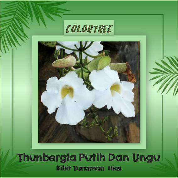 Tanaman Hias Merambat Thunbergia Putih dan Ungu