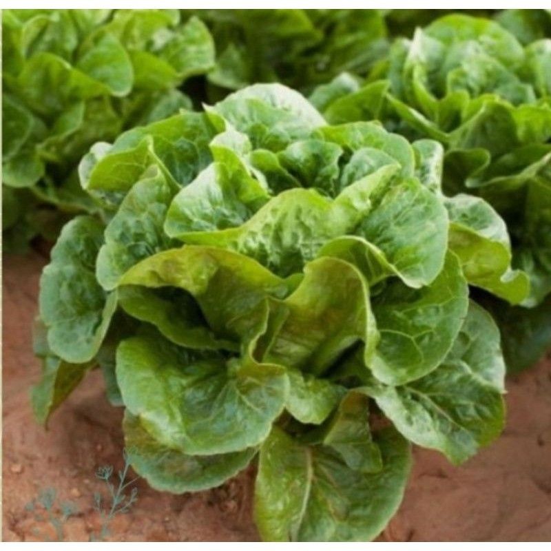 isi 6 pil Benih Selada Cos Lettuce