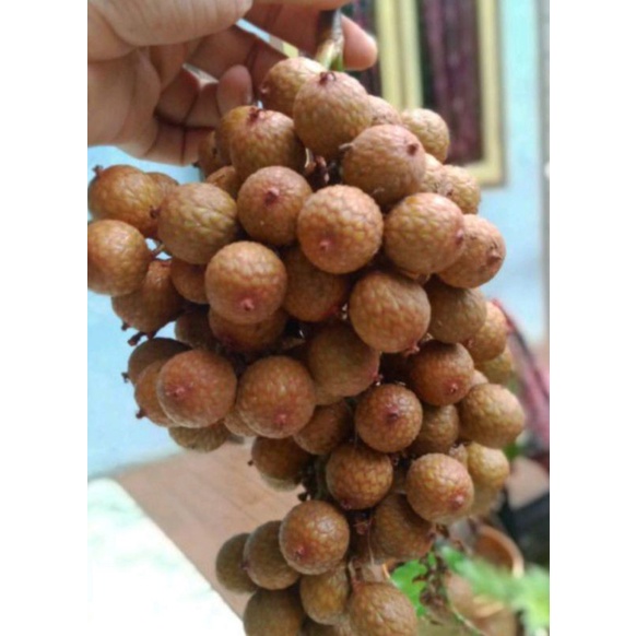 

Biji Rotan hutan, buah hoe 1kg