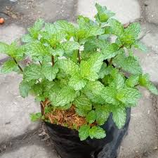 Daun mint (bisa cod) - JUAL BIBIT Tanaman Daun Mint Peppermint (bisa di konsumsi)