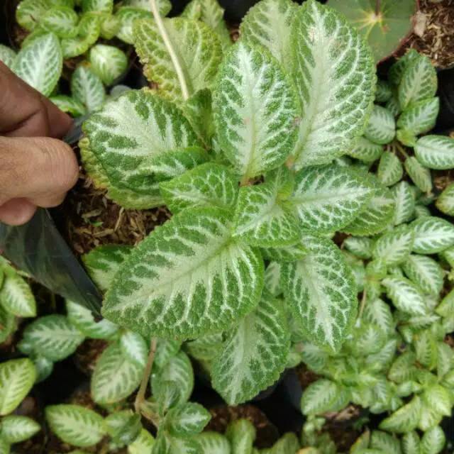 Tanaman hias Episcia silver hijau - episcia silver hijau