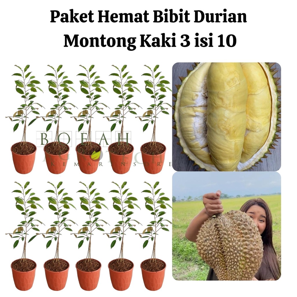 Paket Hemat Bibit Durian Montong Kaki 3 Isi 10 Bonus Bibit Strawberry+Polibag