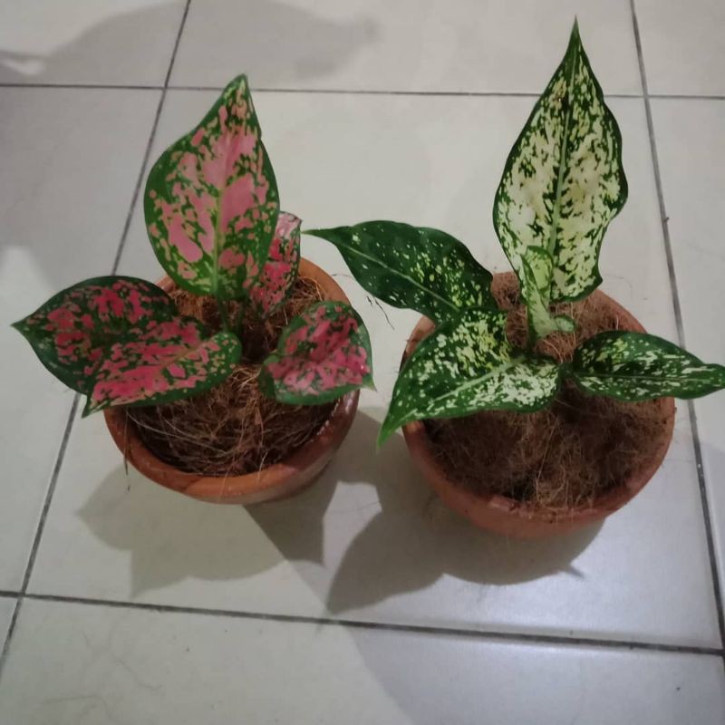 Promo paket 2 aglonema dutanjamani dan aglonema Snow White ANAKAN.