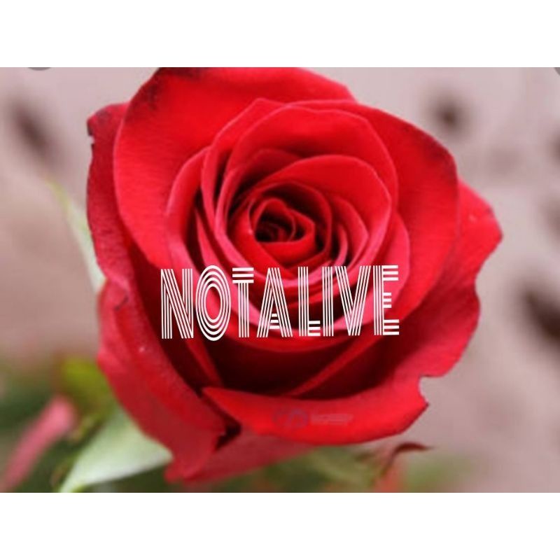 link CO 100rb - 500rb