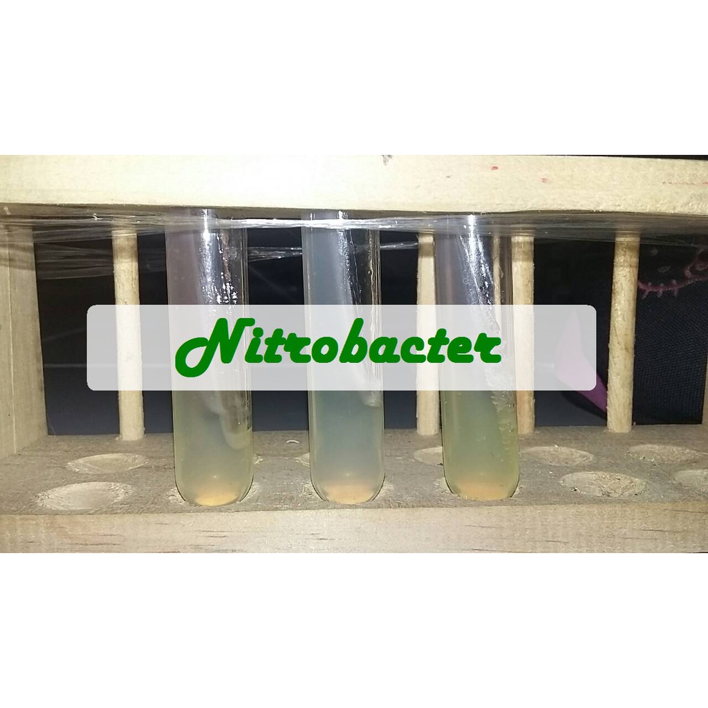 Biakan Nitrobacter Murni Isolat Nitrobacter