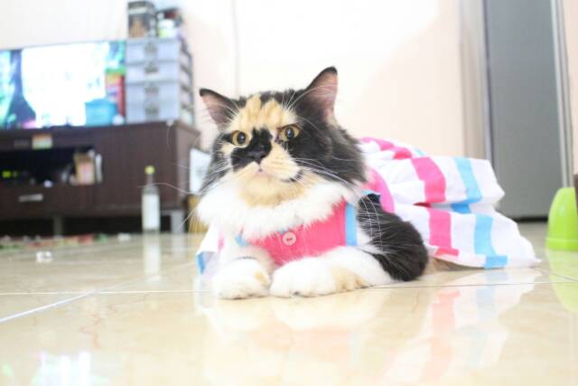 Dress pinky blue lucu untuk kucing dan anjing / baju kucing murah meriah size S M L XL