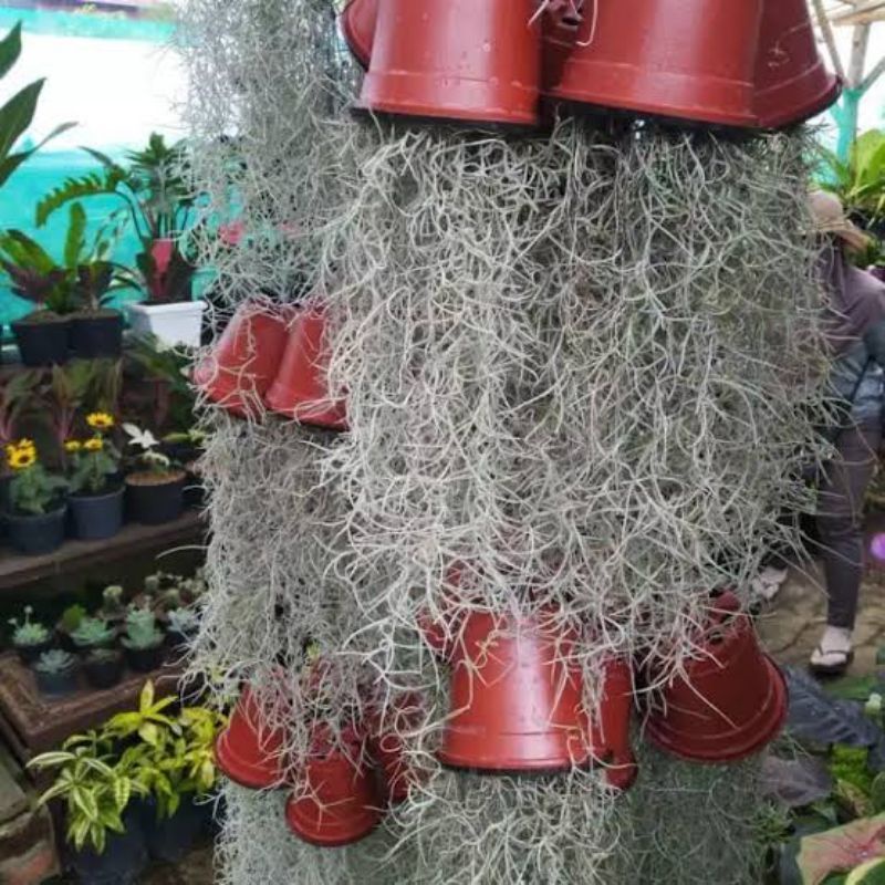 Tanaman Bunga Jenggot Musa