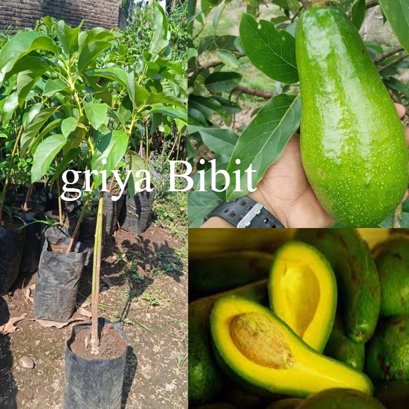 Bibit Alpukat Mentega Aligator Okulasi Super Jumbo