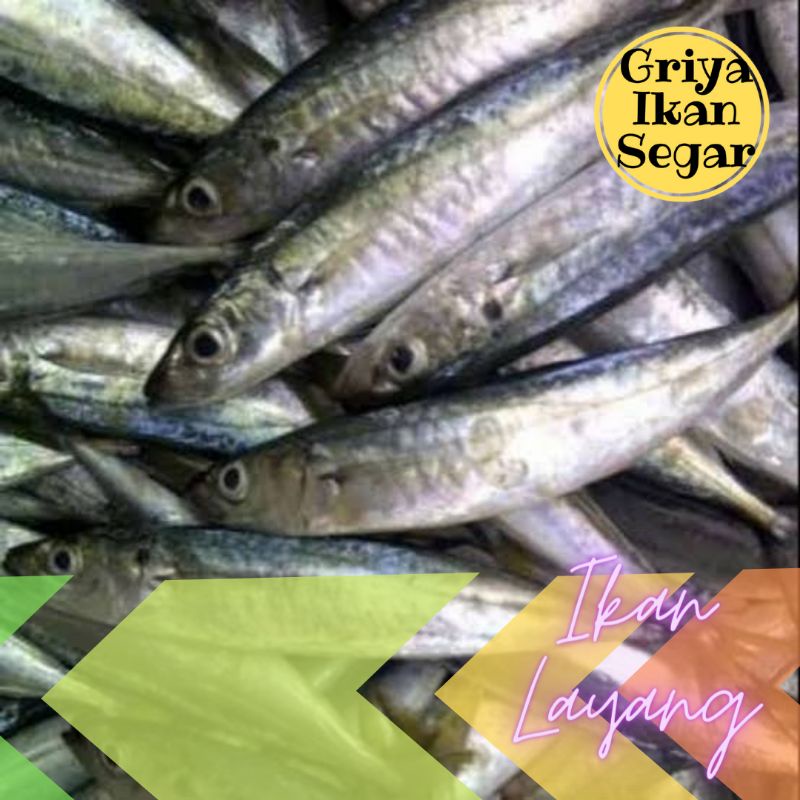

IKAN KEMBUNG LAYANG Segar
