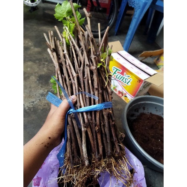 cutting anggur alfonso sudah berakar