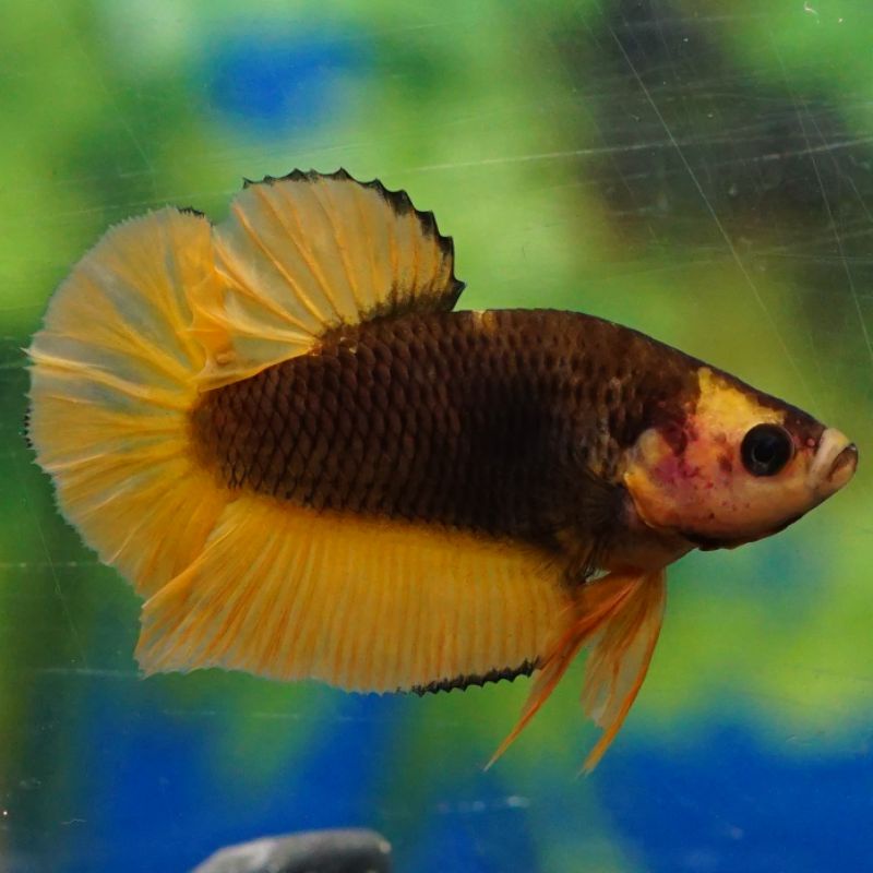IKAN CUPANG HALFMOON PLAKAT YELLOW FANCY BANJILABETTA