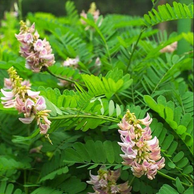 Daun saga segar 1kg // daun saga // saga // obat herbal // herbal