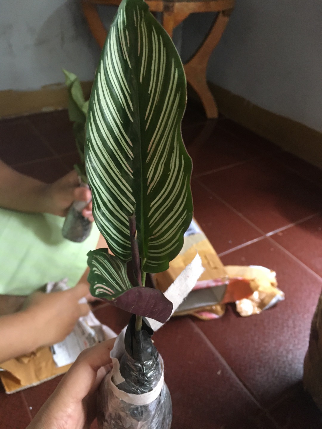 Tanaman Hias Chalatea Ornata