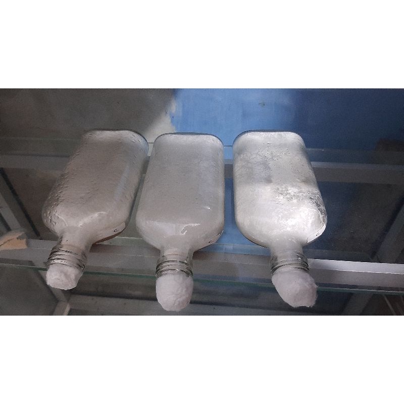 F0 Jamur Tiram Coklat || PDA