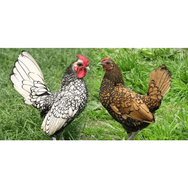 

TELUR AYAM BATIK KANADA DAN ITALY SIAP DI TETASKAN