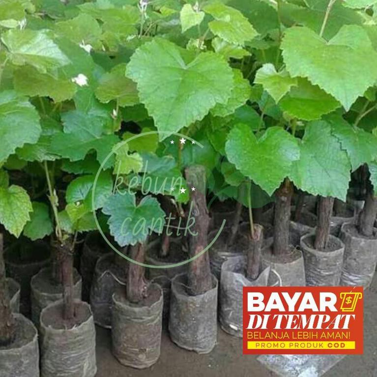 02.02 F⚡ASH SALE Paket 4 bibit buah anggur isabel/anggur rambat/anggur lokal (COD)