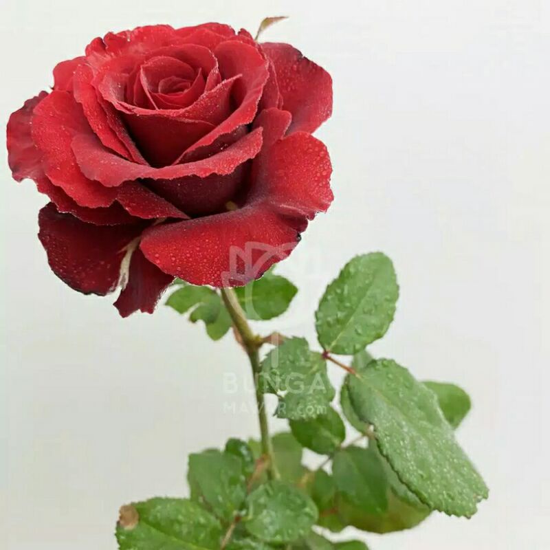 Tanaman Hias Mawar || Mawar Bunga Holland Red - Red sexy