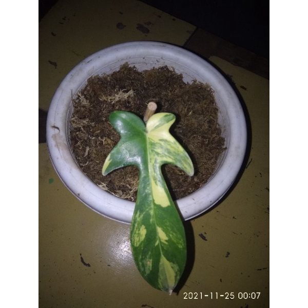 Philo Florida beauty varigata