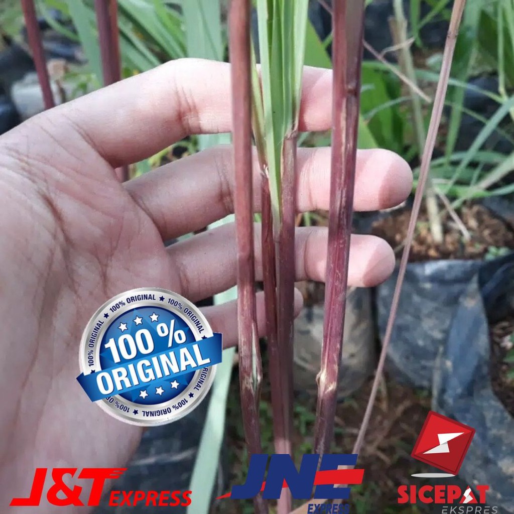 Bibit Serai-Sereh Wangi Serai Merah