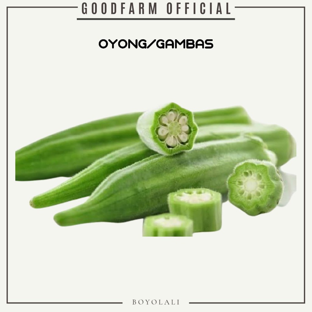 BENIH OYONG PRIMA F1 ISI 5 SEED  KEMASAN EKONOMIS