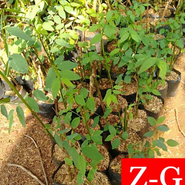 daun katuk-bibit tanaman daun katuk