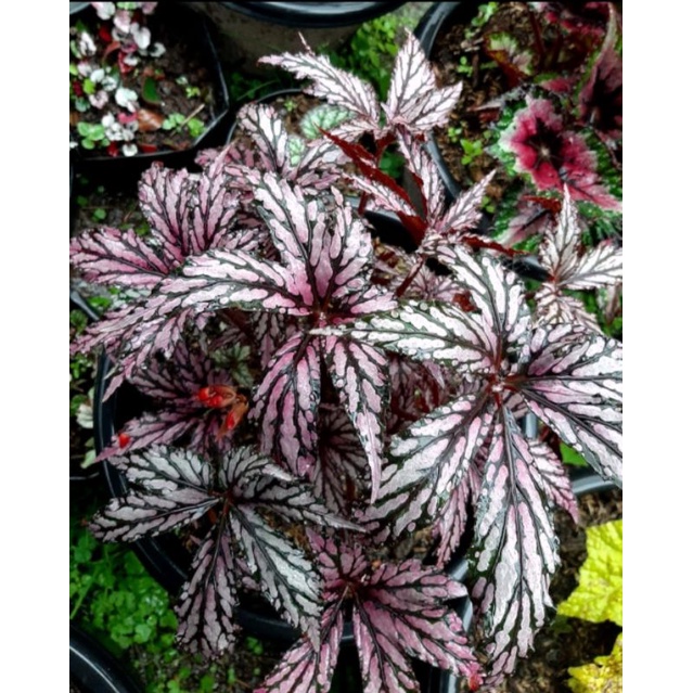 Begonia Daun ubi indukan