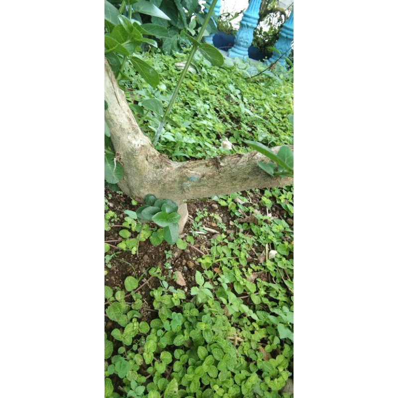 sancang besar (bahan stek)