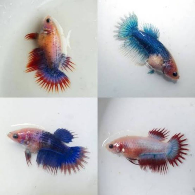 cupang serit crowtail / CT serit sz M / ikan cupang serit BETINA