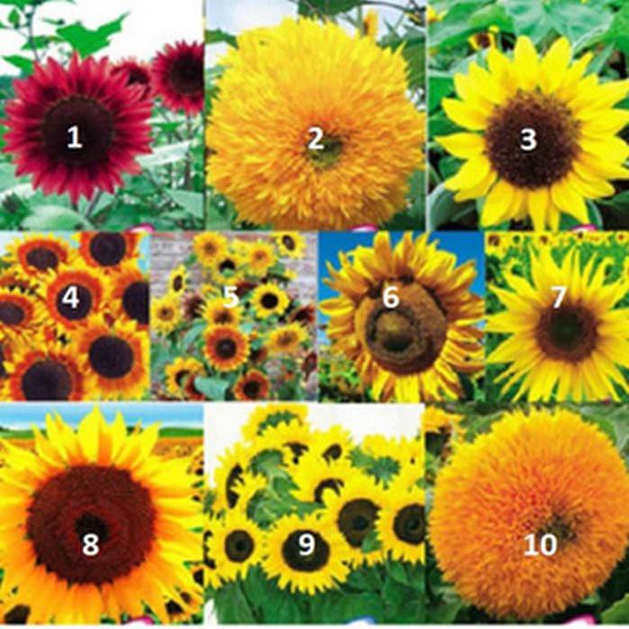Benih Bunga Matahari Import (10 Jenis ) #_#
