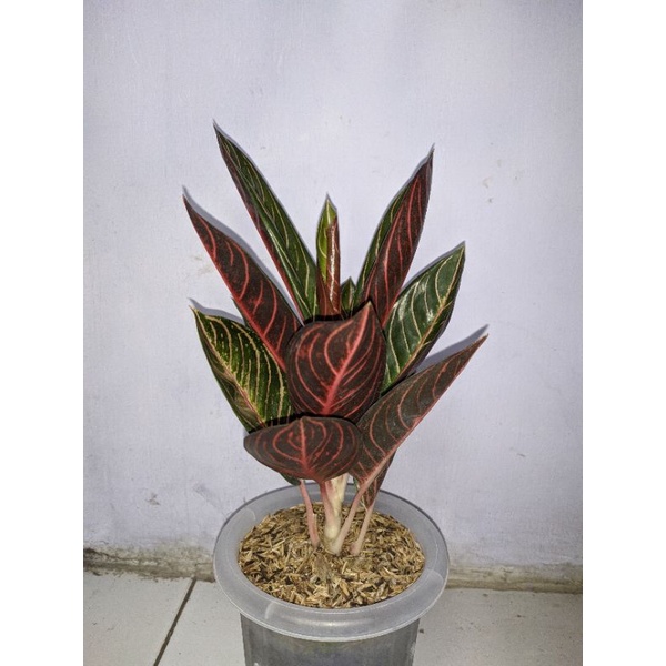 aglonema pride of sumatra / pos / red sumatra indukan 13+ daun ada mata tunas 3 (real pict / foto as