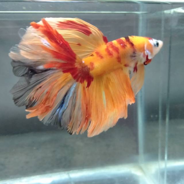 Cupang jantan Nemo HM rose tail