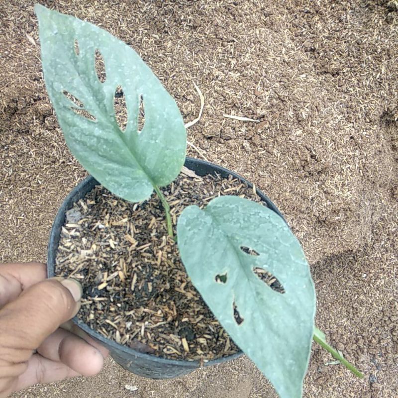 Epipremnum Pinatum Cebu Blue