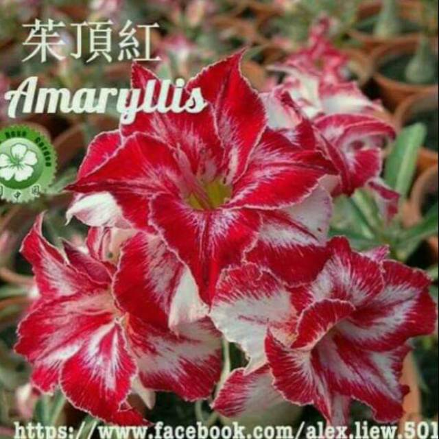 Adenium Grafting "Amarylis"