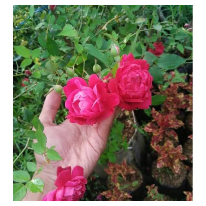 bibit tanaman bunga mawar wangi/ mawar kampung