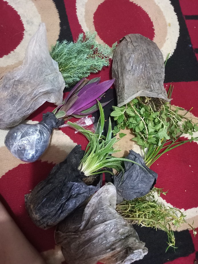 Tanaman Hias Adam Hawa Varigata / Pohon Adam Hawa Varigata