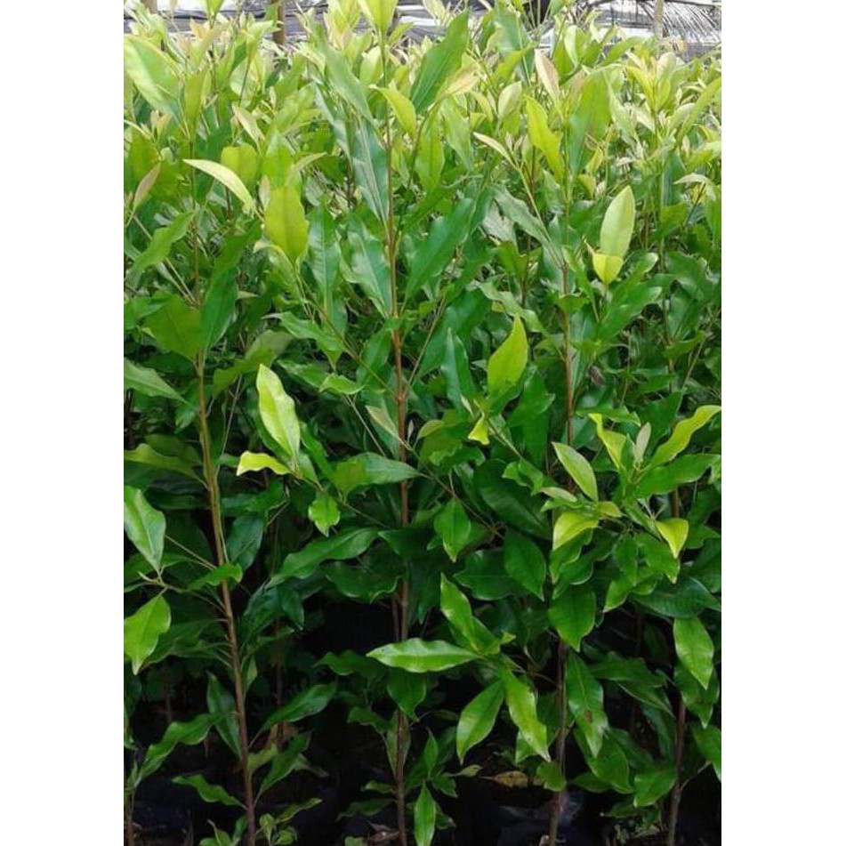 Jual Benih Biji Cengkeh Zanzibar Super Unggul