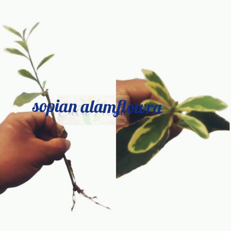 lee kwan yew variegata - perbatang - likuanyu varigata