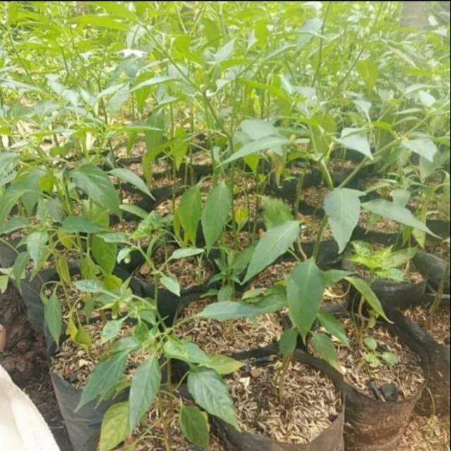 Bibit Pohon Cabe Keriting - Pohon Cabe Kriting