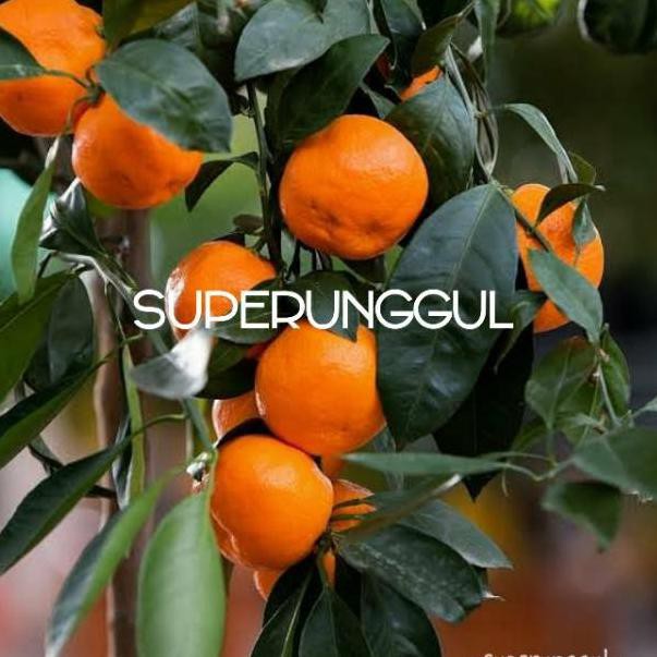 

F⚡ASH SALE Bibit jeruk mandarin super manis