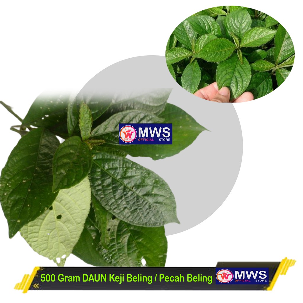 

500 Gram DAUN Keji Beling / Pecah Beling Segar - Herbal Batu Ginjal MWS