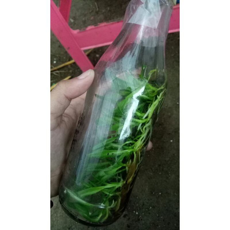 PROMO BIBIT BOTOL ANGGREK DENDROBIUM keriting