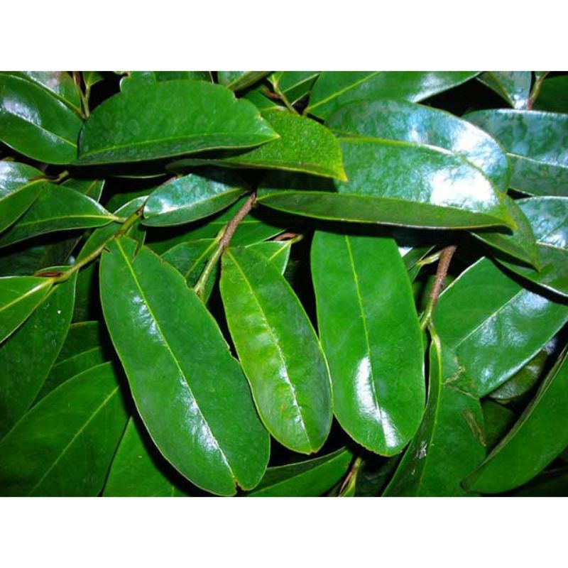 

Daun Sirsak Segar 100 gram Untuk Mengobati Asam Urat