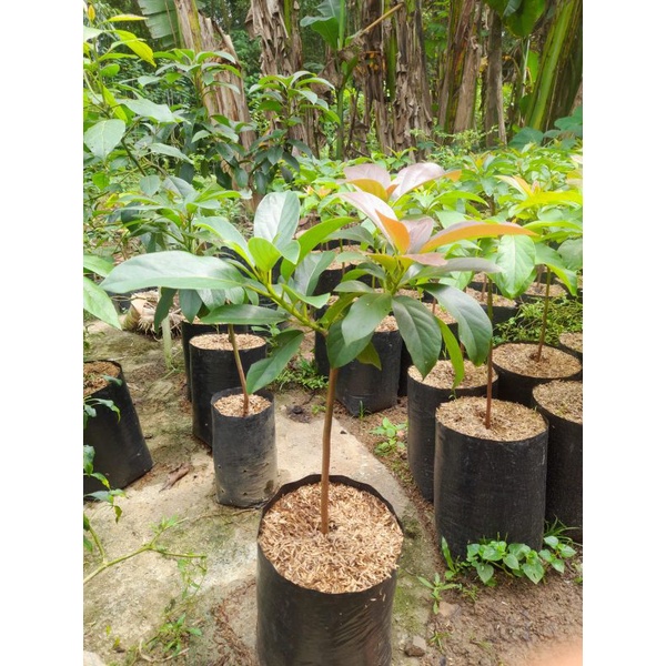 Bibit alpukat 1 pohon 2 varietas miki dan red vietnam