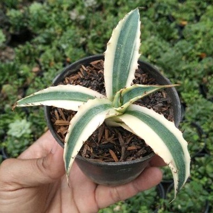 kaktus sukulen// agave xylonacanta
