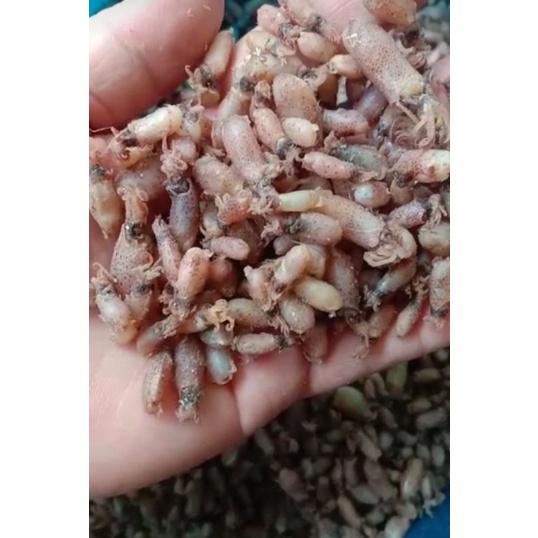 

BABY CUMI SUPER GREAT A SIZE 0.5-1 CM READY