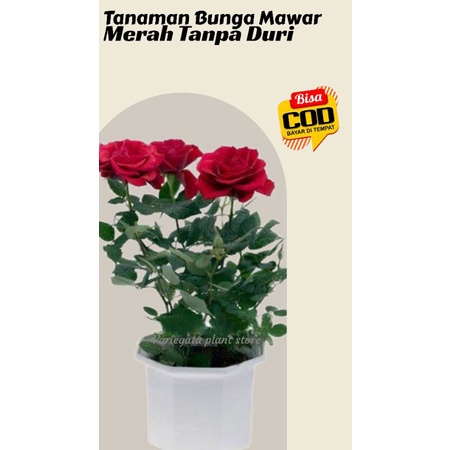 Tanaman Hias Bunga Mawar Merah Hidup Tanpa Duri