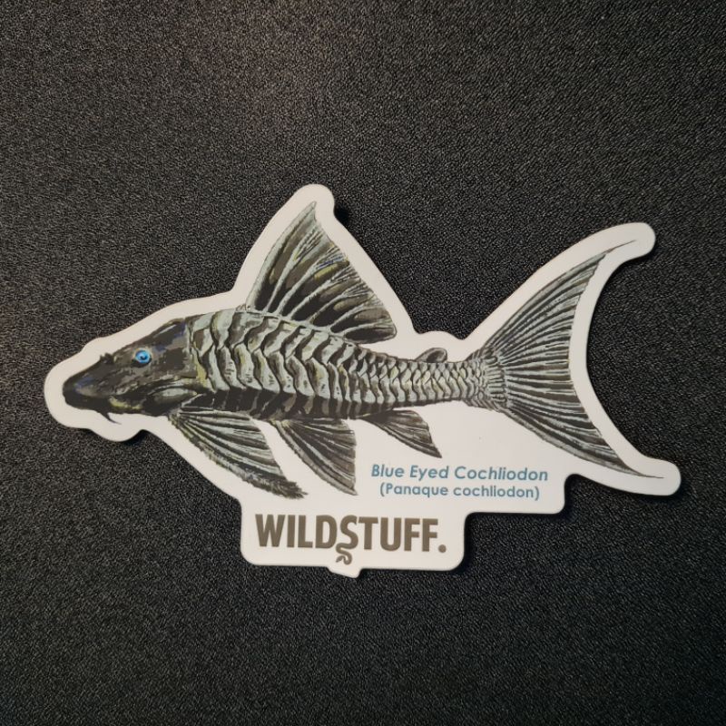 

STIKER IKAN PLECO BLUE EYED SUTTONORUM